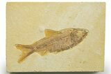 Detailed Fossil Fish (Knightia) - Wyoming #363872-1
